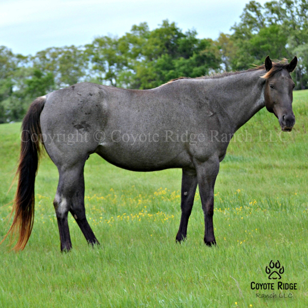 Foxy Red Rosie - Daughter of Red Roan Raider out of a Wyo Kid Curry daughter