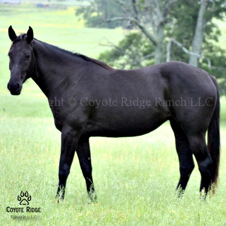 Foxy Red Rosie - Daughter of Red Roan Raider out of a Wyo Kid Curry daughter