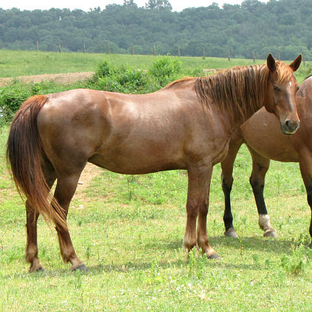 Miss Knoxville Girl - Daughter of Blue Crusader out of a Ruano Rojo daughter