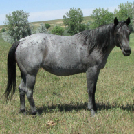 Wyo Miss Raider - Daughter of Red Roan Raider out of a Leo Hancock Hayes daughter