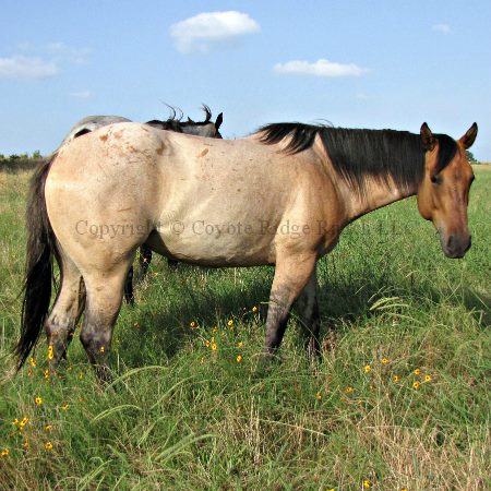 Wyo Miss Raider - Daughter of Red Roan Raider out of a Leo Hancock Hayes daughter