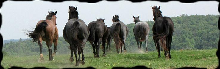 "A Blue Valentine grand-daughter with her 2008 blue/bay roan filly at side."  Copyright 2008 photo: Jennifer Keller 